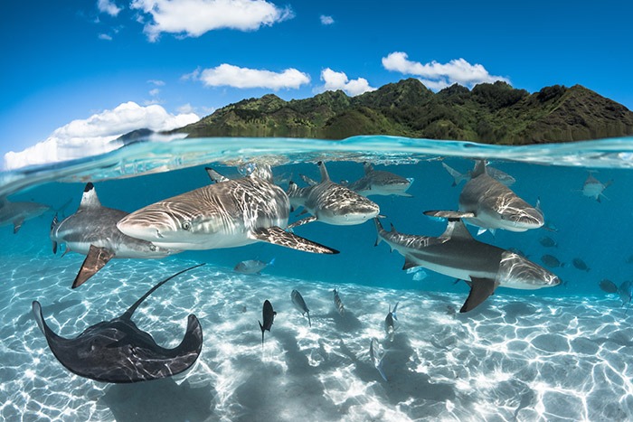 croisiere-tahiti-yacht-raies-requins