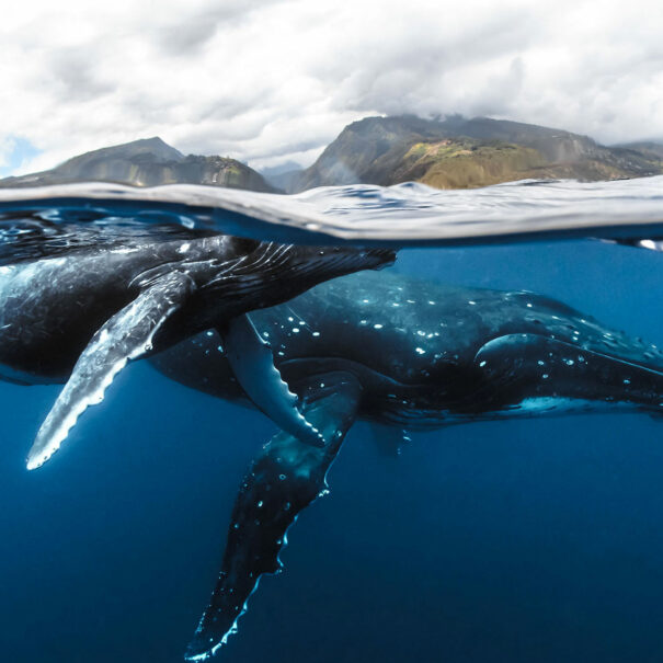 Croisiere-safari-baleine2