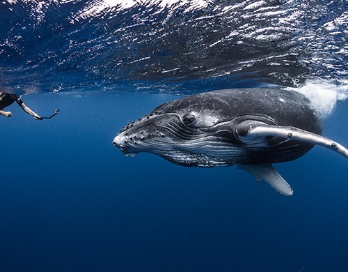 croisiere-yacht-tahiti-baleine-Gregory-Lecoeur